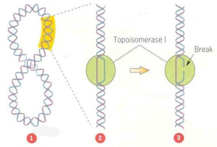 DNA topoisomerases.